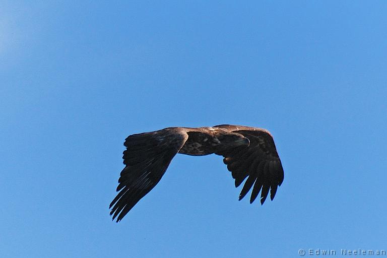 ENE-20090430-0154.jpg - [nl] Zeearend ( Haliaeetus albicilla ) | Lofoten, Noorwegen[en] White-tailed Eagle ( Haliaeetus albicilla ) | Lofoten, Norway